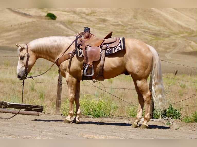 Caballo cuarto de milla Caballo castrado 10 años 152 cm Palomino in Tres Pinos