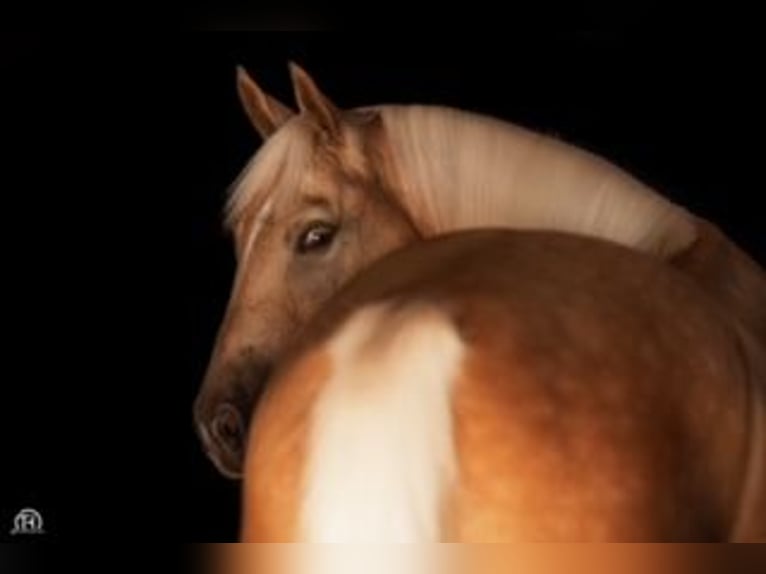 Caballo cuarto de milla Caballo castrado 10 años 152 cm Palomino in Marpingen