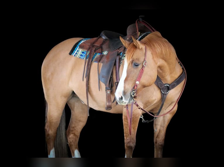 Caballo cuarto de milla Caballo castrado 10 años 152 cm Red Dun/Cervuno in Clarion