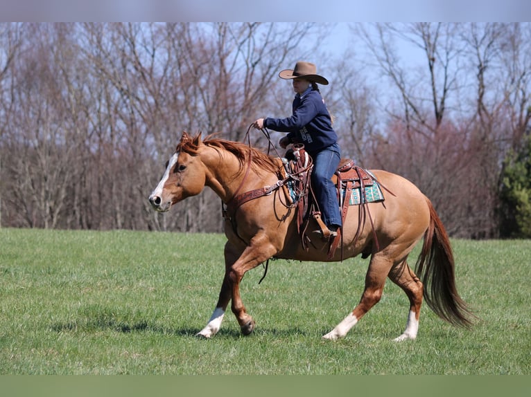 Caballo cuarto de milla Caballo castrado 10 años 152 cm Red Dun/Cervuno in Clarion