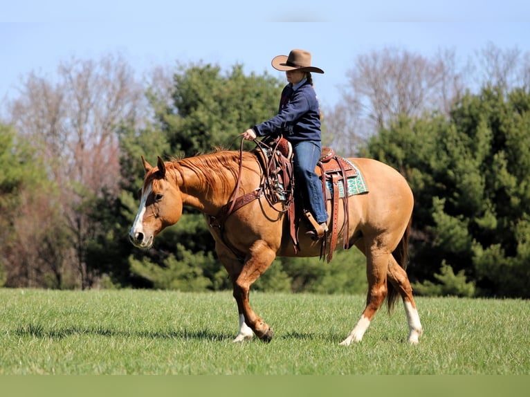 Caballo cuarto de milla Caballo castrado 10 años 152 cm Red Dun/Cervuno in Clarion
