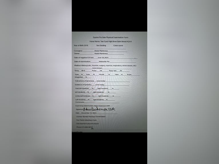 Caballo cuarto de milla Caballo castrado 10 años 152 cm Ruano alazán in 6604380306