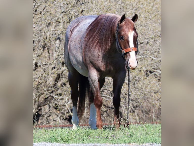 Caballo cuarto de milla Caballo castrado 10 años 152 cm Ruano alazán in Jacksboro TX