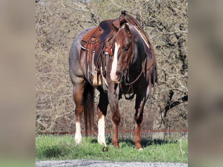 Caballo cuarto de milla Caballo castrado 10 años 152 cm Ruano alazán in Jacksboro TX