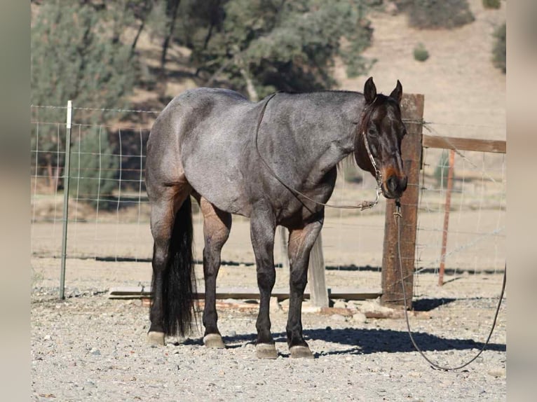 Caballo cuarto de milla Caballo castrado 10 años 152 cm Ruano azulado in Paicines CA