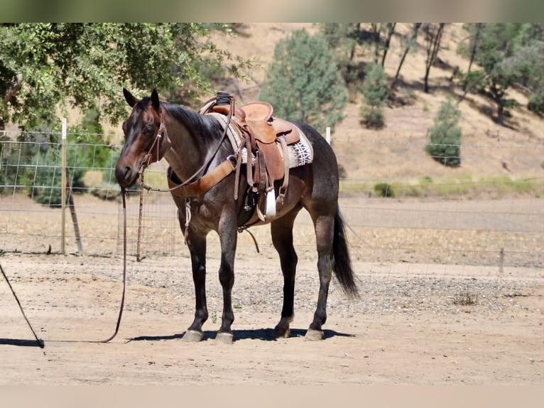 Caballo cuarto de milla Caballo castrado 10 años 152 cm Ruano azulado in Tres Pinos