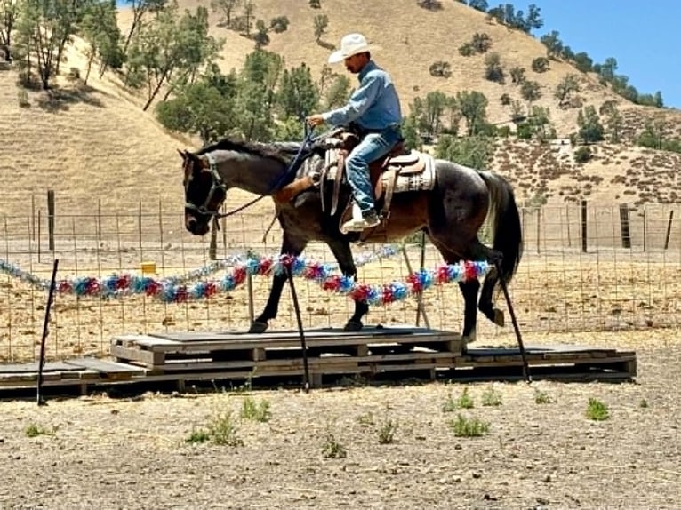 Caballo cuarto de milla Caballo castrado 10 años 152 cm Ruano azulado in Tres Pinos