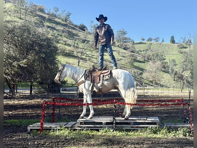 Caballo cuarto de milla Caballo castrado 10 años 152 cm Tobiano-todas las-capas in Paicines CA