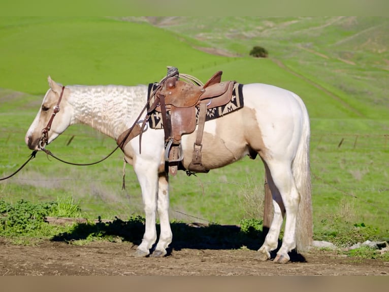 Caballo cuarto de milla Caballo castrado 10 años 152 cm Tobiano-todas las-capas in Paicines CA