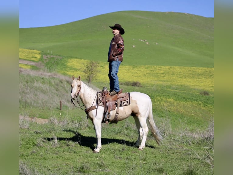 Caballo cuarto de milla Caballo castrado 10 años 152 cm Tobiano-todas las-capas in Paicines CA