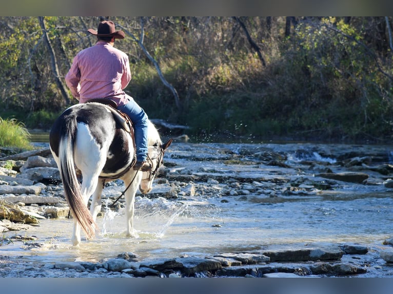 Caballo cuarto de milla Caballo castrado 10 años 152 cm Tobiano-todas las-capas in Stephenville Tx