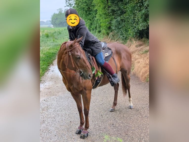 Caballo cuarto de milla Caballo castrado 10 años 153 cm Alazán in Eimeldingen