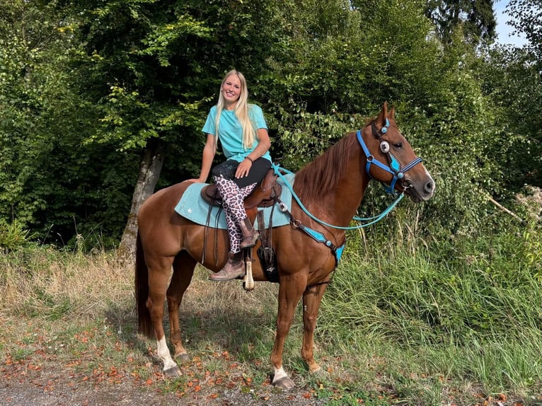 Caballo cuarto de milla Caballo castrado 10 años 153 cm Alazán in Linkenbach