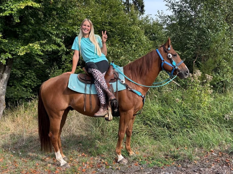 Caballo cuarto de milla Caballo castrado 10 años 153 cm Alazán in Linkenbach
