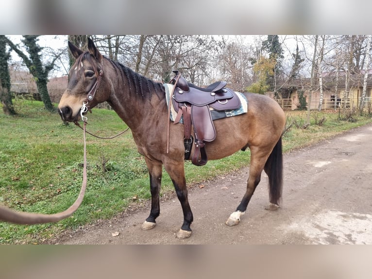 Caballo cuarto de milla Caballo castrado 10 años 154 cm Buckskin/Bayo in Wiener Neustadt