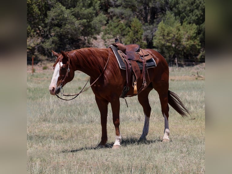 Caballo cuarto de milla Caballo castrado 10 años 155 cm Alazán rojizo in Camp Verde, AZ