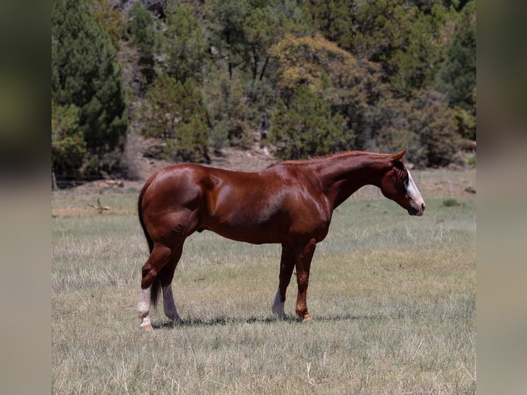 Caballo cuarto de milla Caballo castrado 10 años 155 cm Alazán rojizo in Camp Verde, AZ