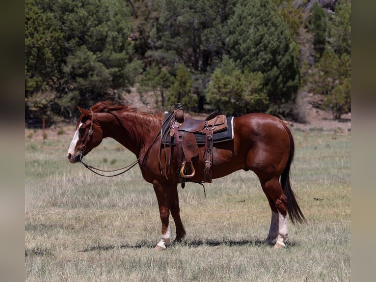 Caballo cuarto de milla Caballo castrado 10 años 155 cm Alazán rojizo in Camp Verde, AZ