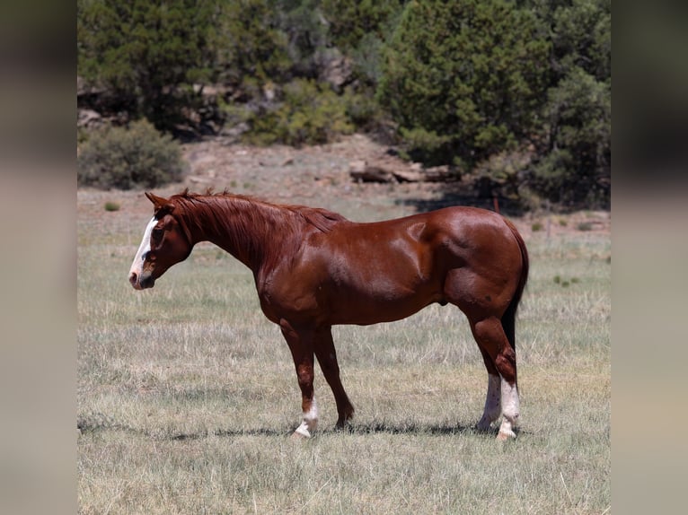Caballo cuarto de milla Caballo castrado 10 años 155 cm Alazán rojizo in Camp Verde, AZ