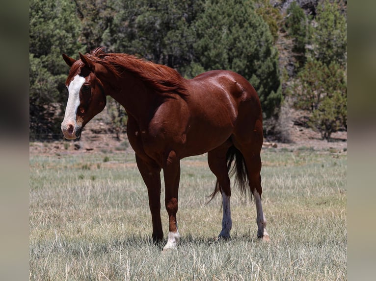 Caballo cuarto de milla Caballo castrado 10 años 155 cm Alazán rojizo in Camp Verde, AZ