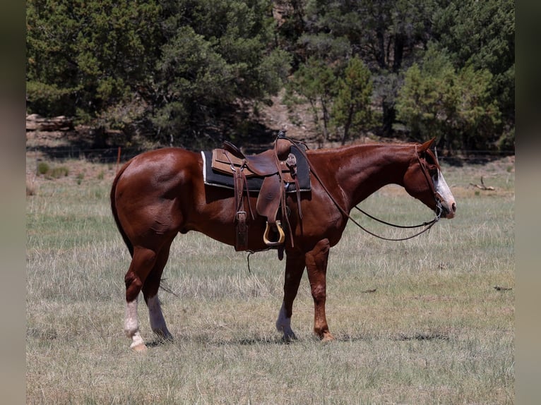 Caballo cuarto de milla Caballo castrado 10 años 155 cm Alazán rojizo in Camp Verde, AZ