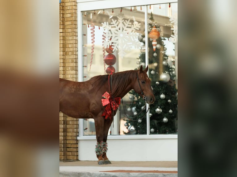 Caballo cuarto de milla Caballo castrado 10 años 155 cm Alazán rojizo in Quitman
