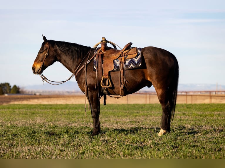 Caballo cuarto de milla Caballo castrado 10 años 155 cm Castaño in Caldwell, ID