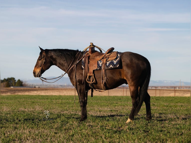 Caballo cuarto de milla Caballo castrado 10 años 155 cm Castaño in Caldwell, ID