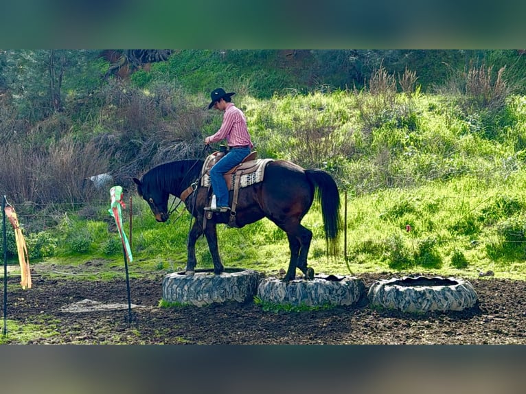 Caballo cuarto de milla Caballo castrado 10 años 155 cm Castaño rojizo in Tres Pinos