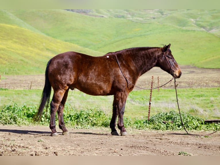Caballo cuarto de milla Caballo castrado 10 años 155 cm Castaño rojizo in Tres Pinos