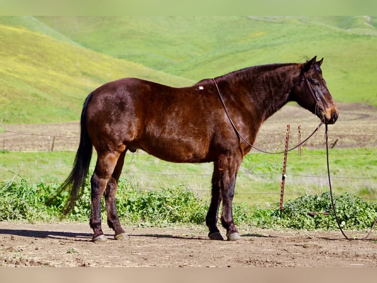 Caballo cuarto de milla Caballo castrado 10 años 155 cm Castaño rojizo in Tres Pinos