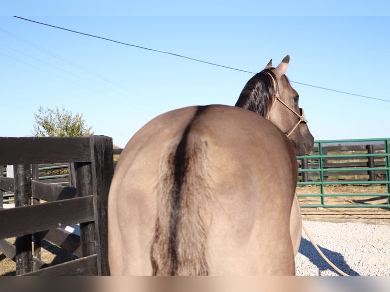 Caballo cuarto de milla Caballo castrado 10 años 155 cm Grullo in Hillsboro, KY