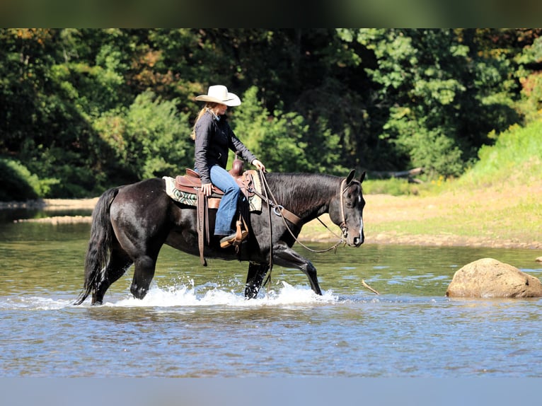 Caballo cuarto de milla Caballo castrado 10 años 155 cm Negro in Clarion