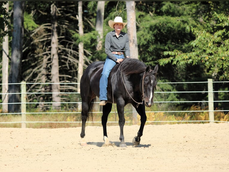 Caballo cuarto de milla Caballo castrado 10 años 155 cm Negro in Clarion