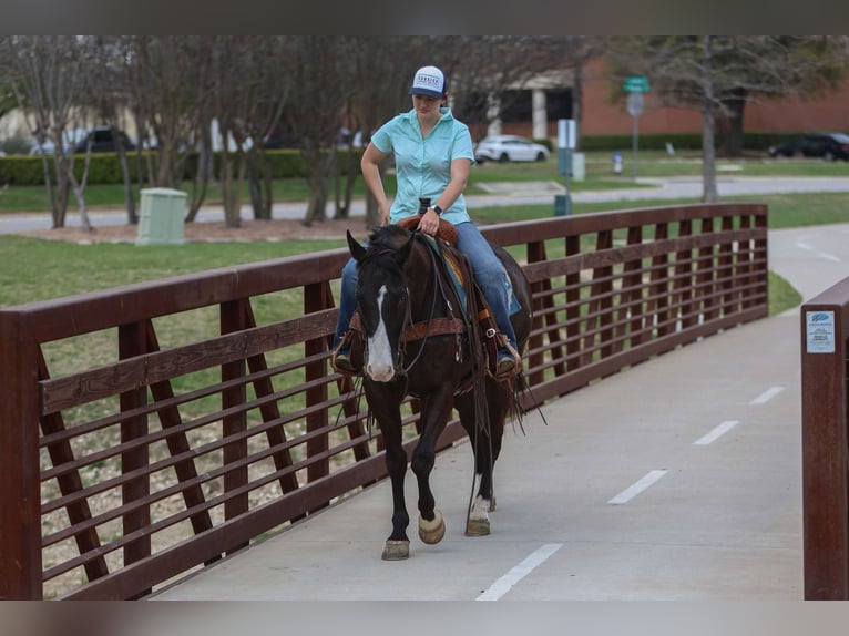 Caballo cuarto de milla Caballo castrado 10 años 155 cm Negro in Rusk Tx