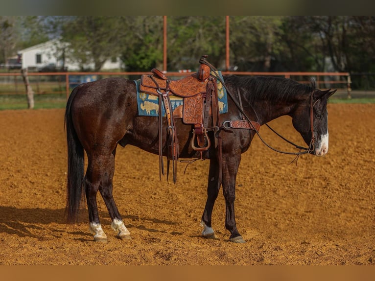 Caballo cuarto de milla Caballo castrado 10 años 155 cm Negro in Rusk Tx