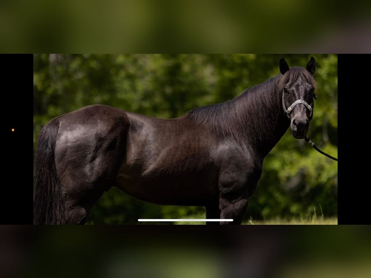 Caballo cuarto de milla Caballo castrado 10 años 155 cm Negro in Bovina MS