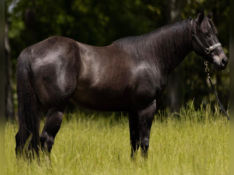 Caballo cuarto de milla Caballo castrado 10 años 155 cm Negro in Bovina MS