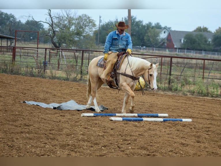 Caballo cuarto de milla Caballo castrado 10 años 155 cm Palomino in Stephenville