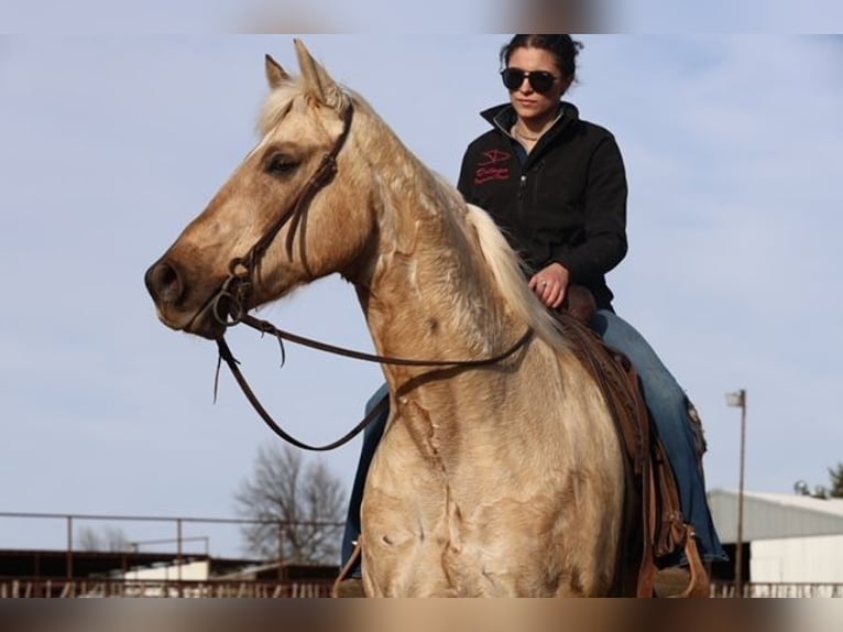 Caballo cuarto de milla Caballo castrado 10 años 155 cm Palomino in Ripley