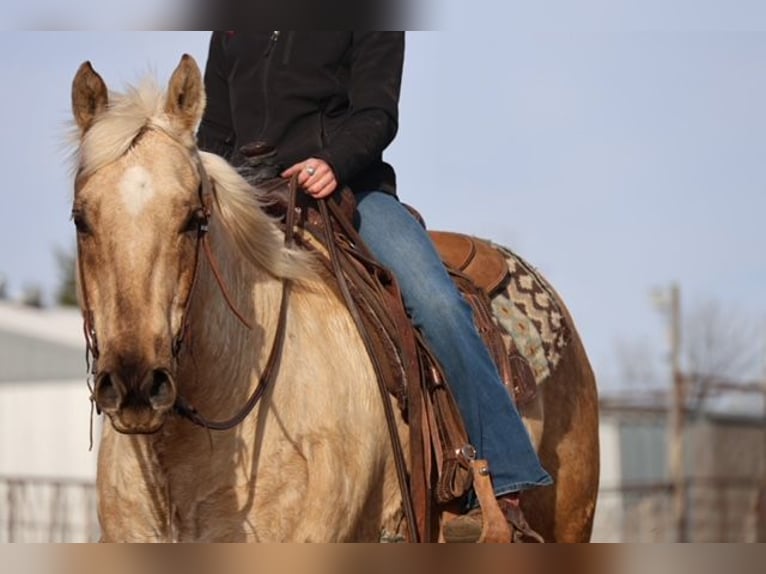 Caballo cuarto de milla Caballo castrado 10 años 155 cm Palomino in Ripley
