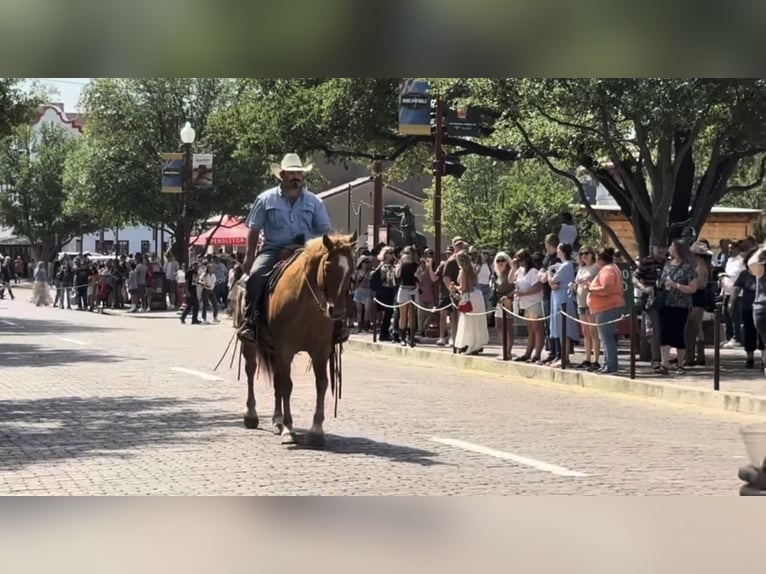 Caballo cuarto de milla Caballo castrado 10 años 155 cm Ruano alazán in Henderson