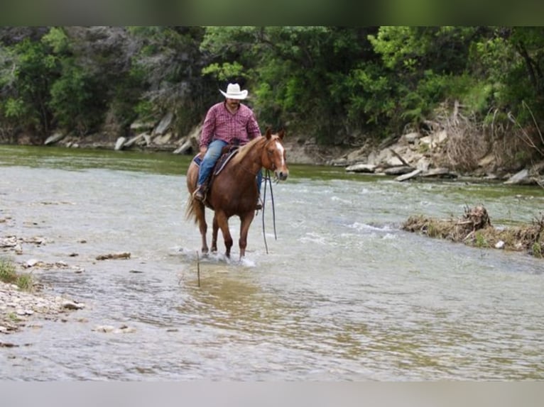 Caballo cuarto de milla Caballo castrado 10 años 155 cm Ruano alazán in Henderson