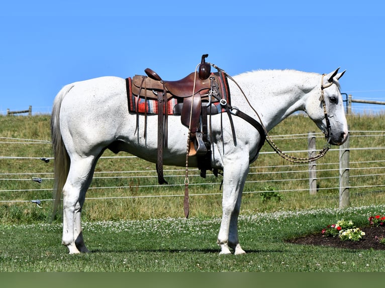 Caballo cuarto de milla Caballo castrado 10 años 155 cm Tordo in Rebersburg