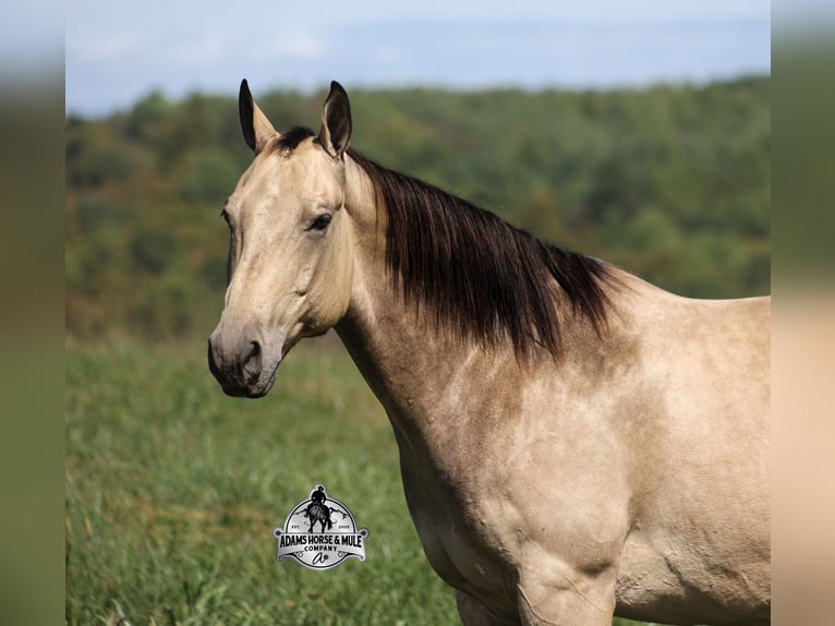 Caballo cuarto de milla Caballo castrado 10 años 157 cm Buckskin/Bayo in Mount Vernon KY