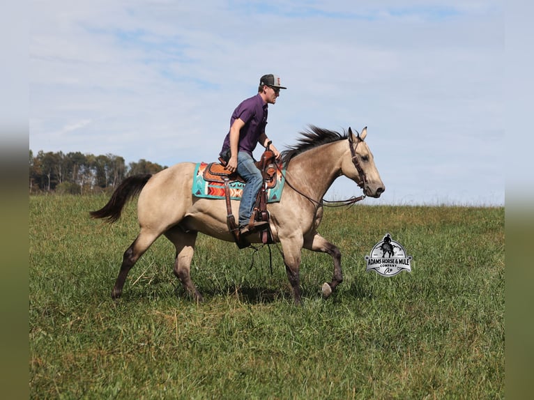 Caballo cuarto de milla Caballo castrado 10 años 157 cm Buckskin/Bayo in Mount Vernon KY