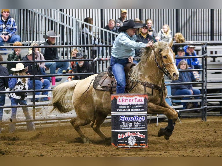 Caballo cuarto de milla Caballo castrado 10 años 157 cm Palomino in Fergus Falls, MN