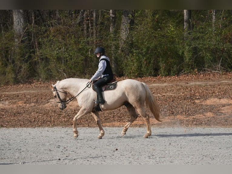 Caballo cuarto de milla Caballo castrado 10 años 157 cm Palomino in Clover