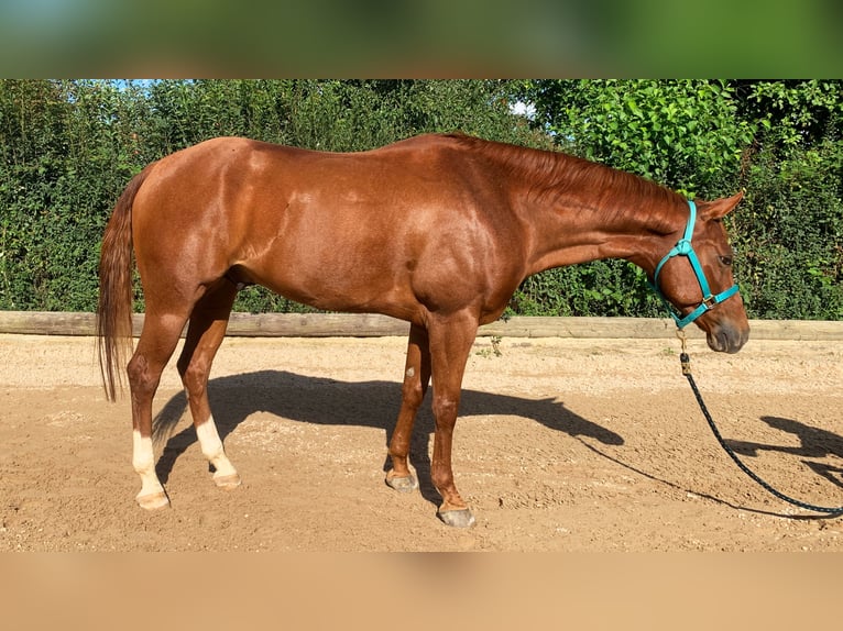 Caballo cuarto de milla Caballo castrado 10 años 158 cm Alazán in Altenriet