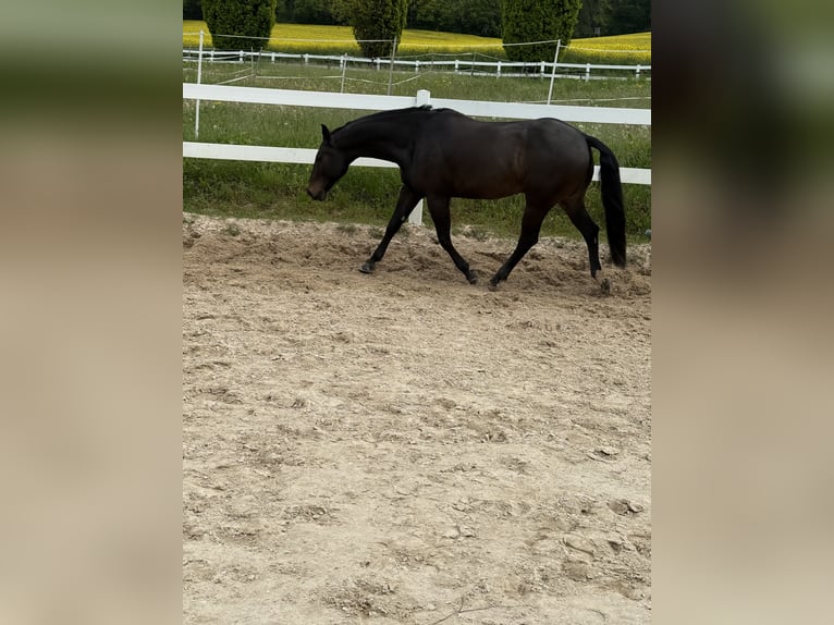 Caballo cuarto de milla Caballo castrado 10 años 158 cm Castaño in Delligsen